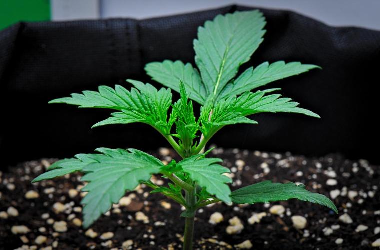 Jealousy Marker Auto | Ganja Farmer. Week 3 - Day 17