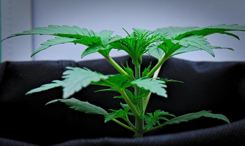 Jealousy Marker Auto | Ganja Farmer. Week 3 - Day 19