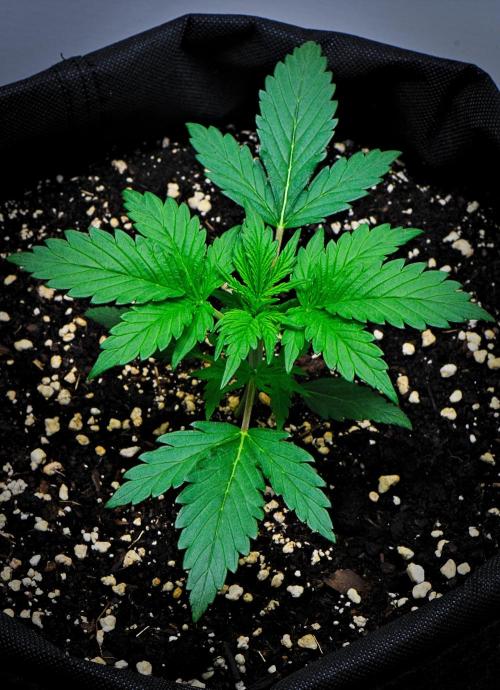 Jealousy Marker Auto | Ganja Farmer. Week 3 - Day 19