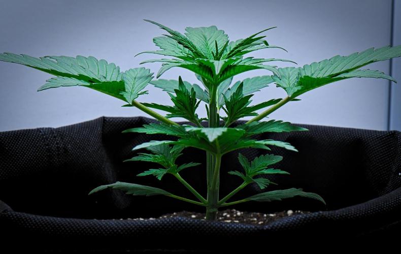 Jealousy Marker Auto | Ganja Farmer. Week 3 - Day 21
