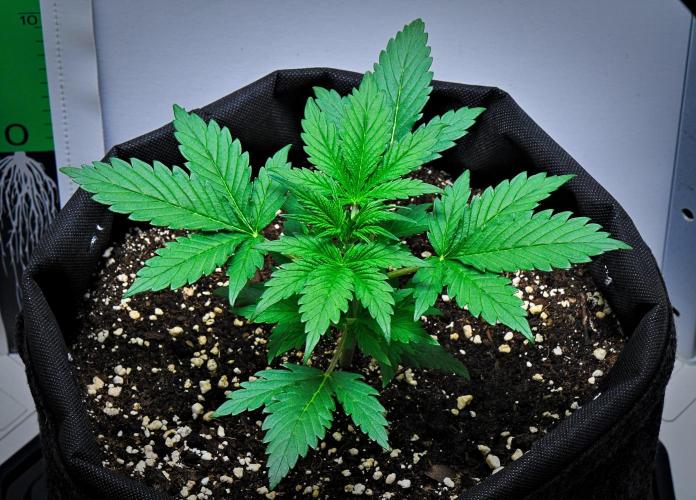 Jealousy Marker Auto | Ganja Farmer. Week 3 - Day 21