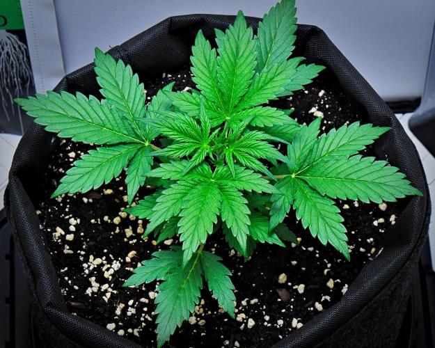 Jealousy Marker Auto | Ganja Farmer. Week 4 - Day 22