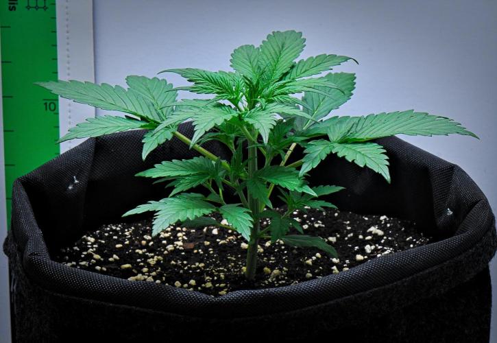 Jealousy Marker Auto | Ganja Farmer. Week 4 - Day 22