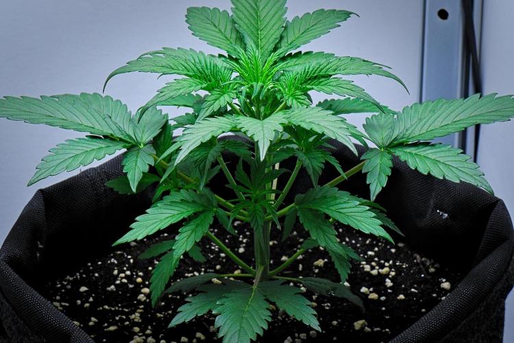 Jealousy Marker Auto | Ganja Farmer. Week 4 - Day 24