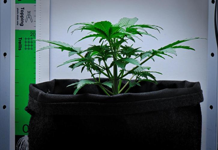 Jealousy Marker Auto | Ganja Farmer. Week 4 - Day 24
