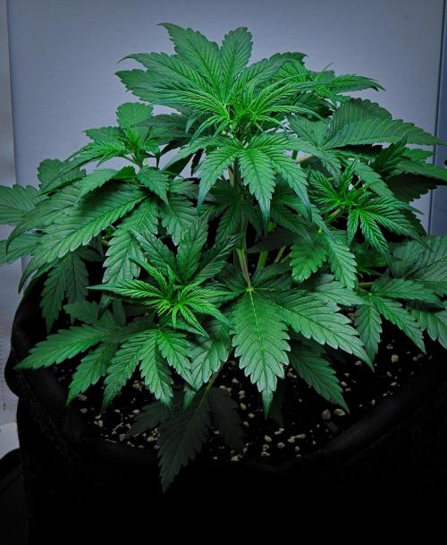 Jealousy Marker Auto | Ganja Farmer. Week 4 - Day 27