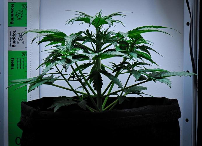 Jealousy Marker Auto | Ganja Farmer. Week 4 - Day 27