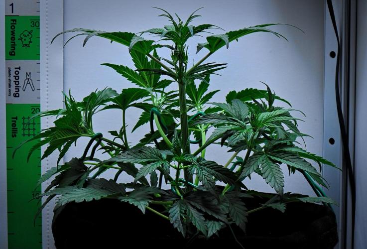 Jealousy Marker Auto | Ganja Farmer. Week 4 - Day 28