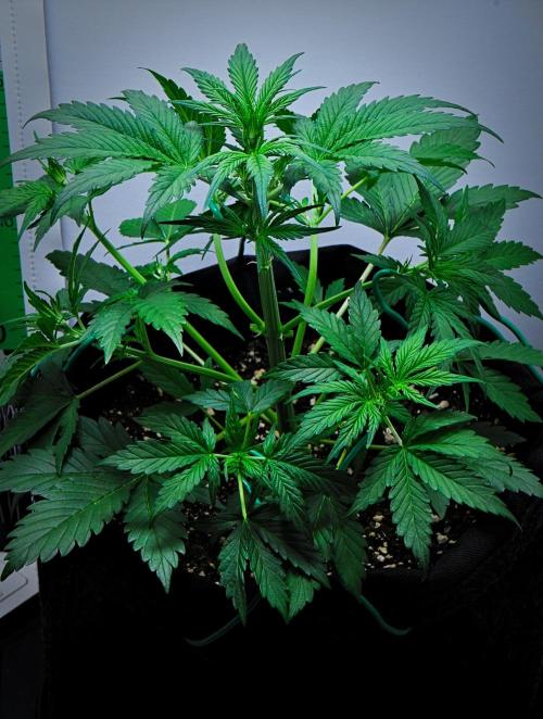 Jealousy Marker Auto | Ganja Farmer. Week 4 - Day 28