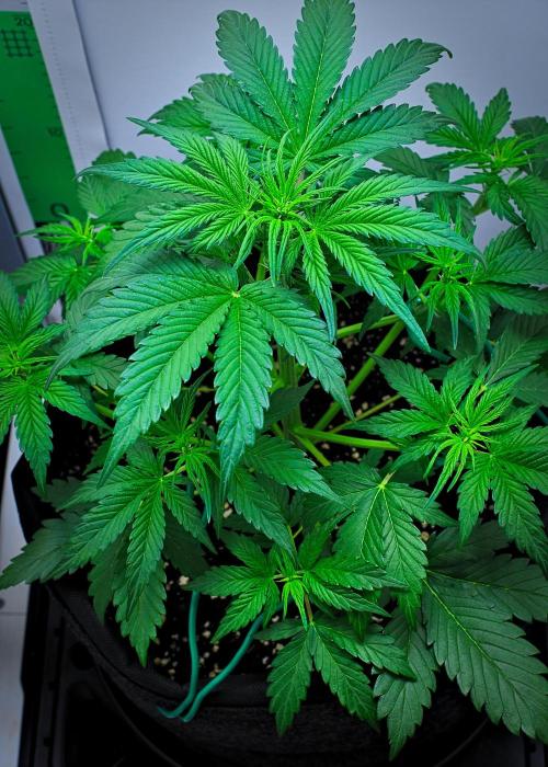 Jealousy Marker Auto | Ganja Farmer. Week 5 - Day 29