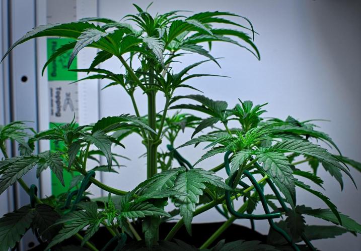 Jealousy Marker Auto | Ganja Farmer. Week 5 - Day 29