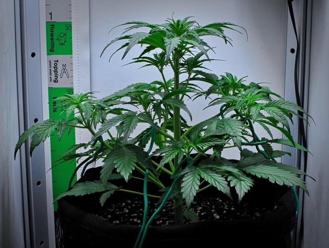 Jealousy Marker Auto | Ganja Farmer. Week 5 - Day 29