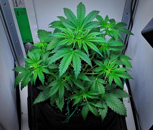 Jealousy Marker Auto | Ganja Farmer. Week 5 - Day 29