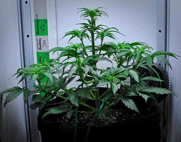 Jealousy Marker Auto | Ganja Farmer. Week 5 - Day 31