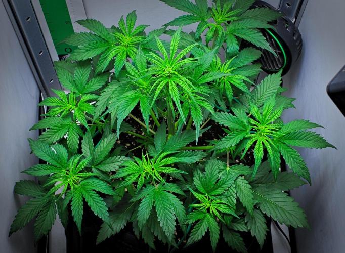 Jealousy Marker Auto | Ganja Farmer. Week 5 - Day 31