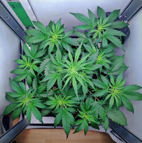 Jealousy Marker Auto | Ganja Farmer. Week 5 - Day 31