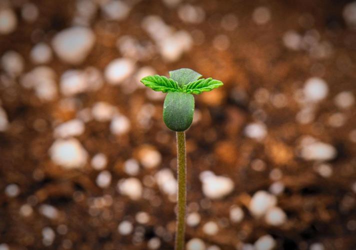 Guava Runtz Auto | Fastbuds. Week 0 - Day 2