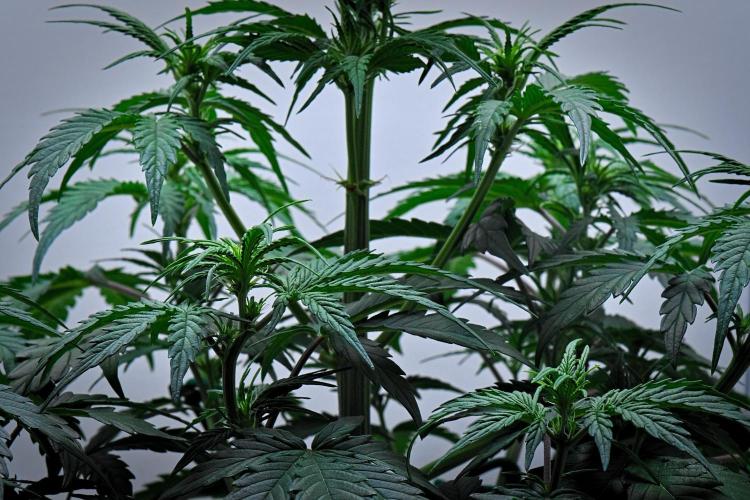 Jealousy Marker Auto | Ganja Farmer. Week 5 - Day 34
