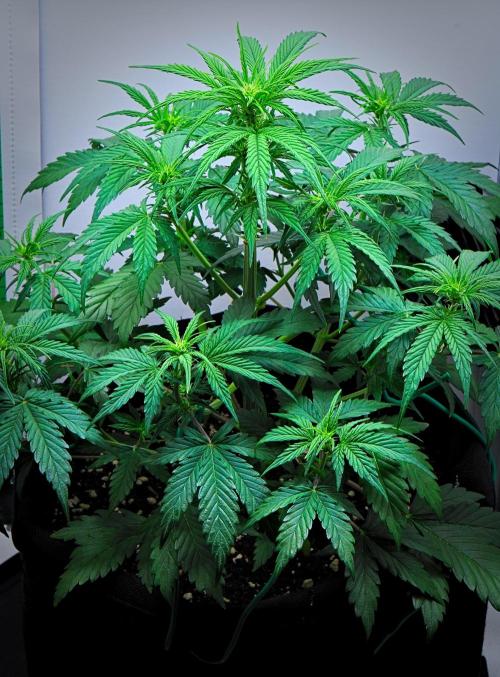 Jealousy Marker Auto | Ganja Farmer. Week 5 - Day 34