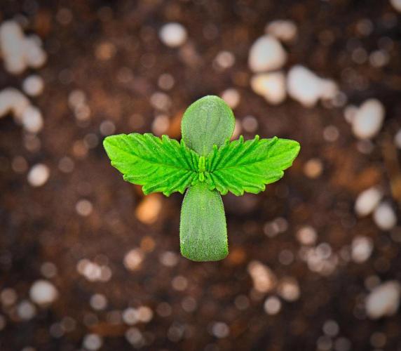Guava Runtz Auto | Fastbuds. Week 0 - Day 3