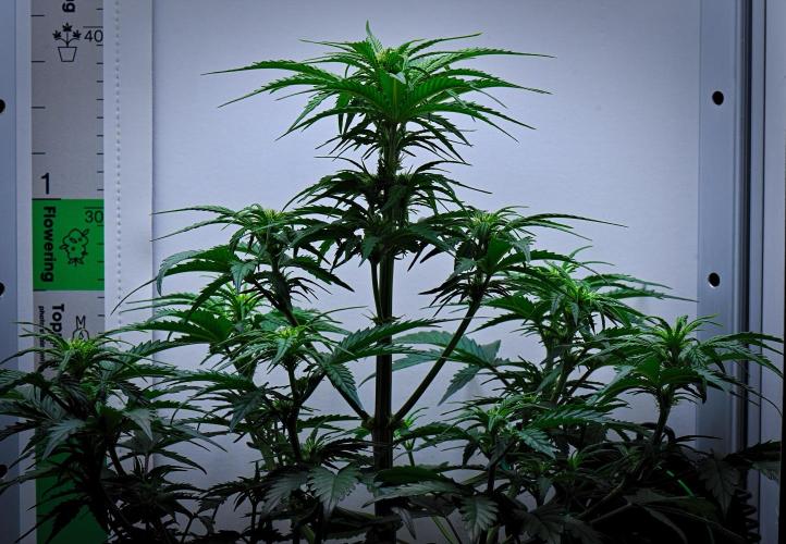 Jealousy Marker Auto | Ganja Farmer. Week 6 - Day 36