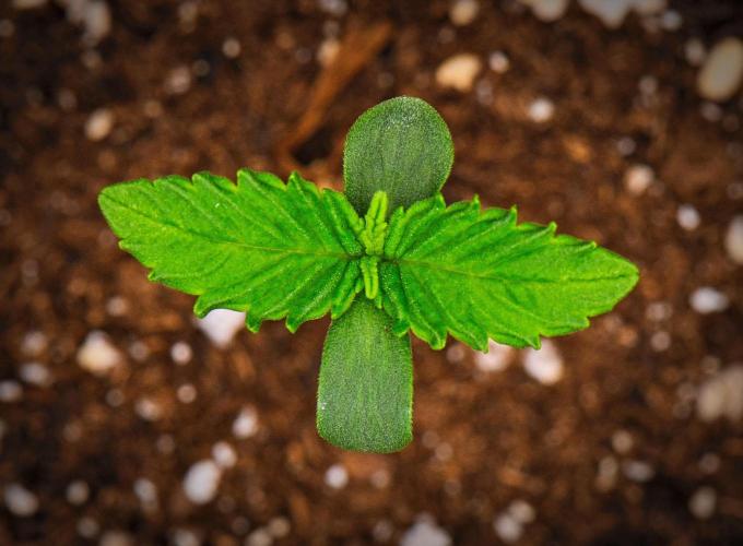 Guava Runtz Auto | Fastbuds. Week 0 - Day 4
