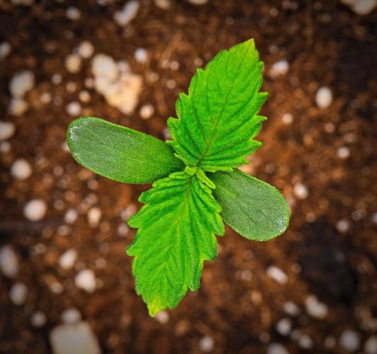 Guava Runtz Auto | Fastbuds. Week 0 - Day 4