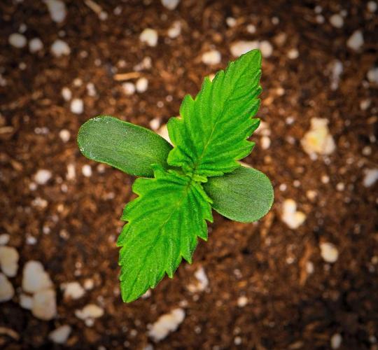 Guava Runtz Auto | Fastbuds. Week 0 - Day 4