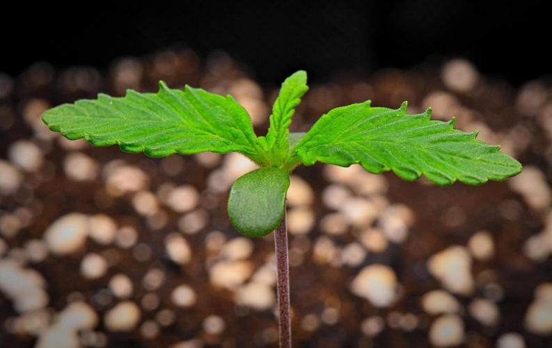 Guava Runtz Auto | Fastbuds. Week 0 - Day 6