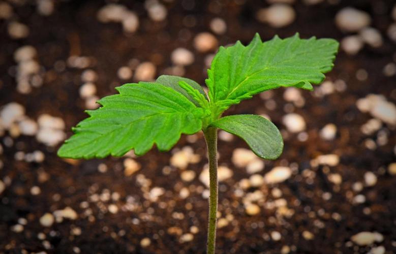 Guava Runtz Auto | Fastbuds. Week 0 - Day 6