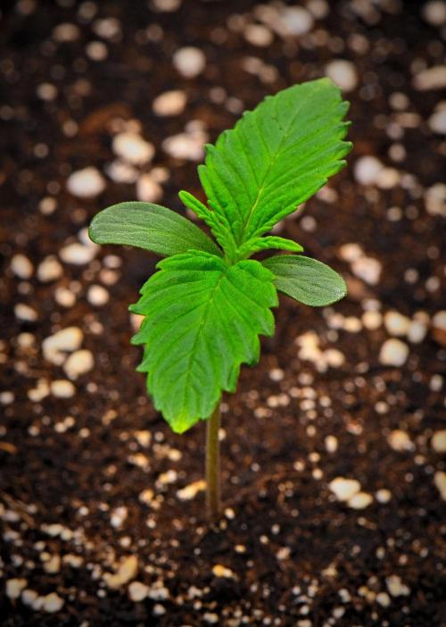 Guava Runtz Auto | Fastbuds. Week 0 - Day 6