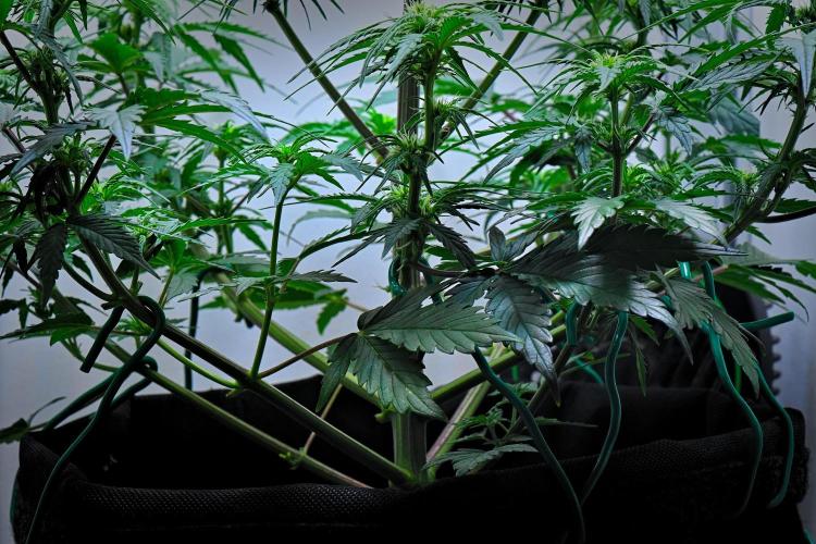 Jealousy Marker Auto | Ganja Farmer. Week 6 - Day 39