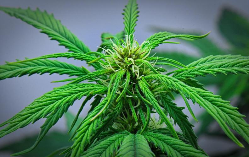 Jealousy Marker Auto | Ganja Farmer. Week 6 - Day 39