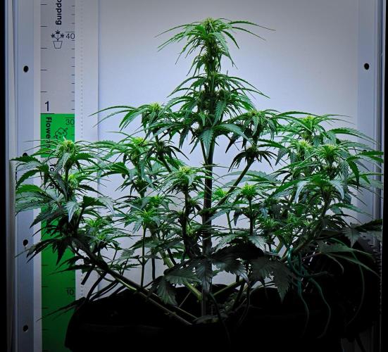 Jealousy Marker Auto | Ganja Farmer. Week 6 - Day 39