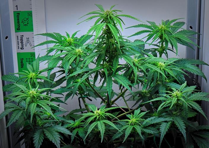 Jealousy Marker Auto | Ganja Farmer. Week 6 - Day 39