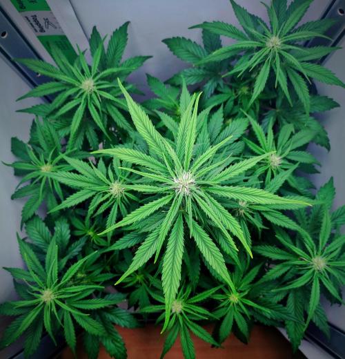 Jealousy Marker Auto | Ganja Farmer. Week 6 - Day 40
