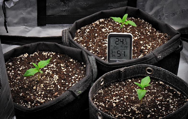 Guava Runtz Auto | Fastbuds. Week 2 - Day 8
