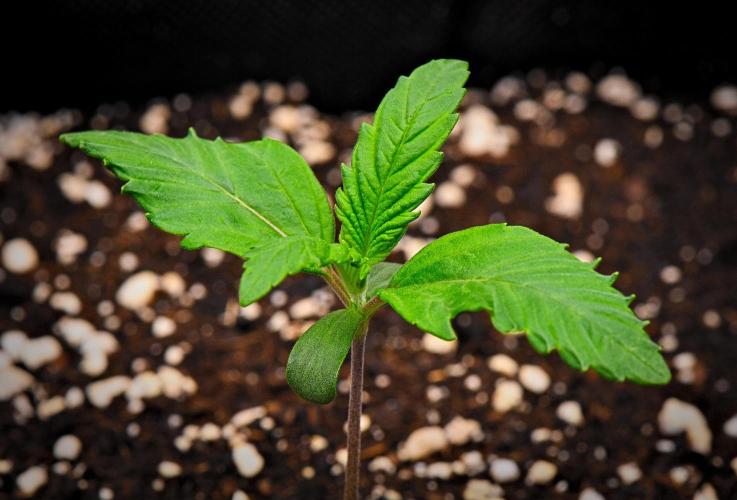 Guava Runtz Auto | Fastbuds. Week 2 - Day 8