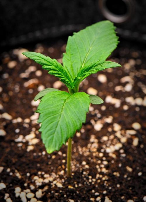 Guava Runtz Auto | Fastbuds. Week 2 - Day 8