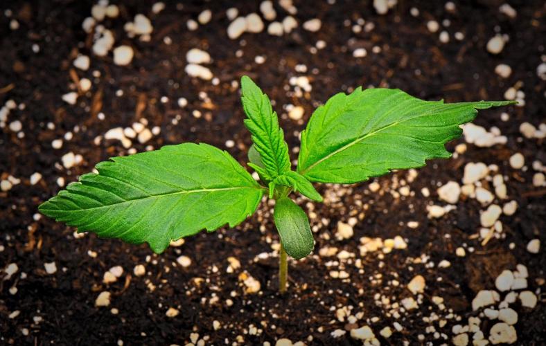 Guava Runtz Auto | Fastbuds. Week 2 - Day 8