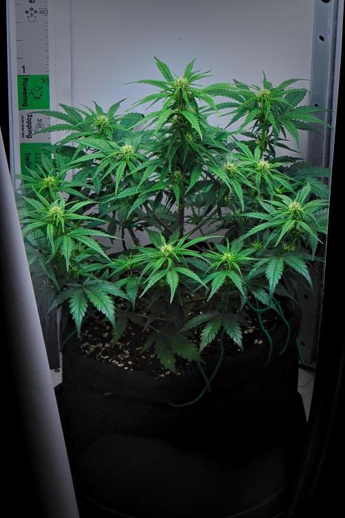 Jealousy Marker Auto | Ganja Farmer. Week 6 - Day 41