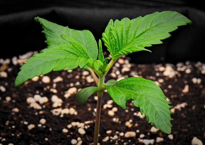 Guava Runtz Auto | Fastbuds. Week 2 - Day 10