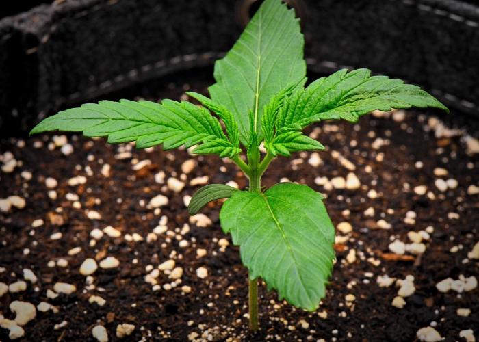 Guava Runtz Auto | Fastbuds. Week 2 - Day 10