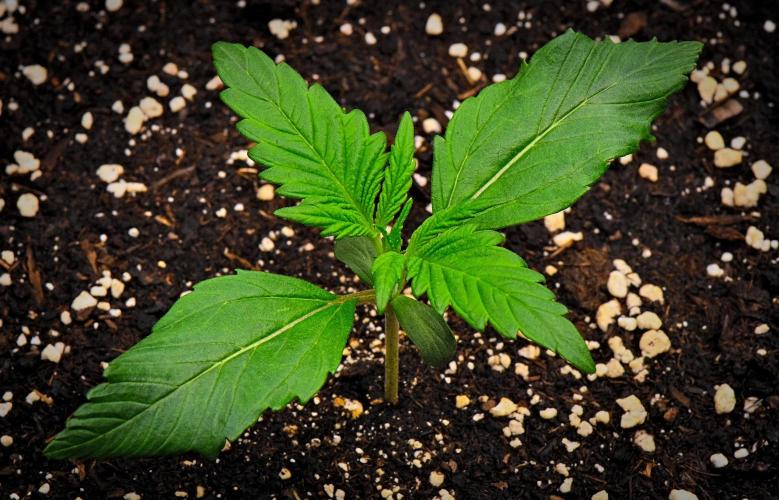 Guava Runtz Auto | Fastbuds. Week 2 - Day 10