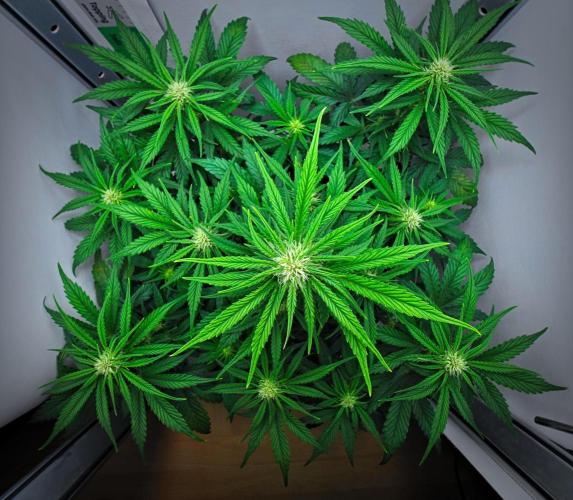 Jealousy Marker Auto | Ganja Farmer. Week 7 - Day 43