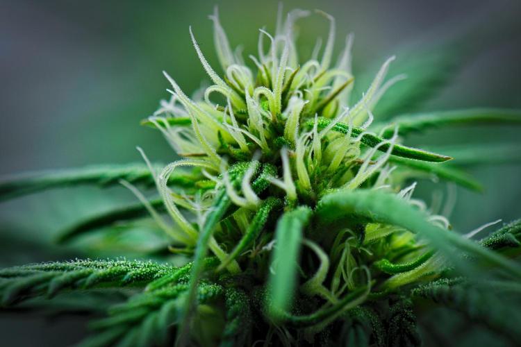 Jealousy Marker Auto | Ganja Farmer. Week 7 - Day 43