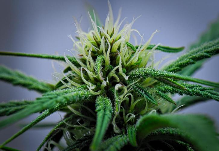 Jealousy Marker Auto | Ganja Farmer. Week 7 - Day 43
