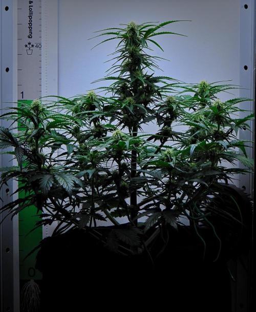 Jealousy Marker Auto | Ganja Farmer. Week 7 - Day 43