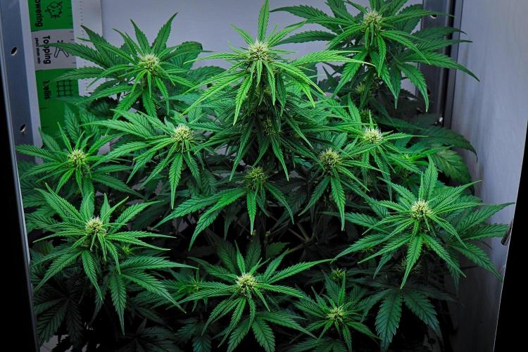 Jealousy Marker Auto | Ganja Farmer. Week 7