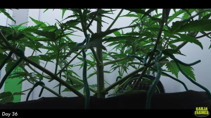 Jealousy Marker Auto | Ganja Farmer